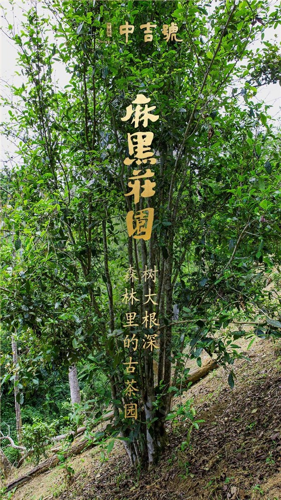 中吉號(hào)麻黑莊園