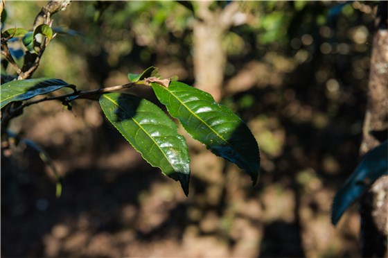 最基本的鑒別方法，就是要先了解古樹(shù)茶的特點(diǎn)。