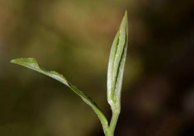 中吉號(hào)春茶