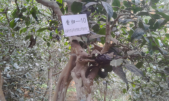 中吉號昔歸自有古茶園基地（一）