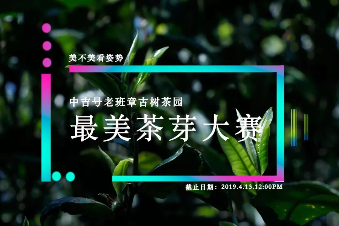 老班章茶芽大賽