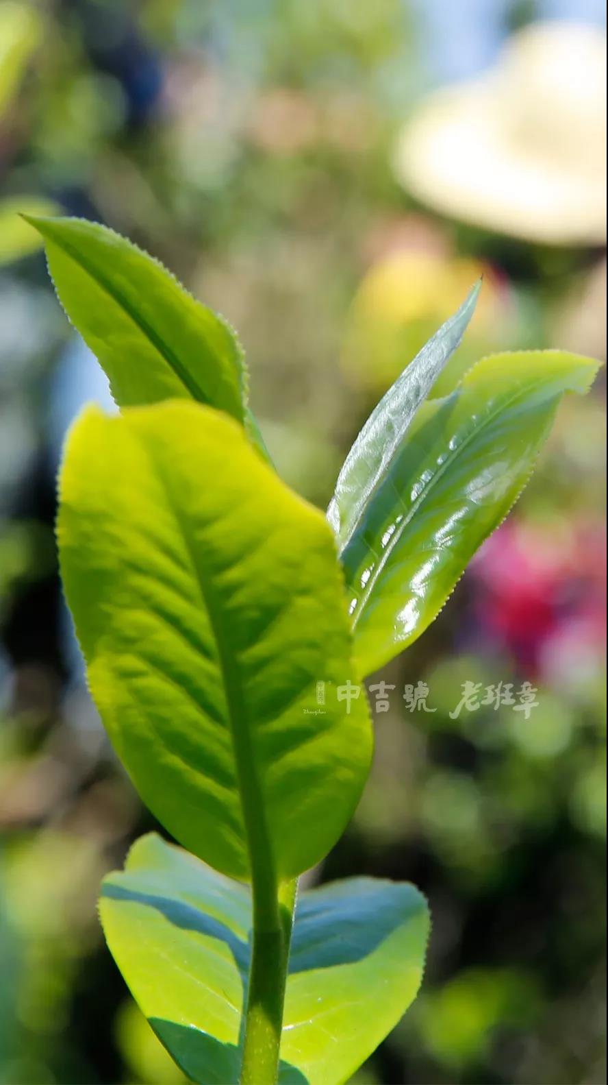 老班章茶芽大賽