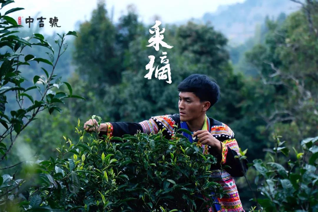 中吉號(hào)班盆普洱茶