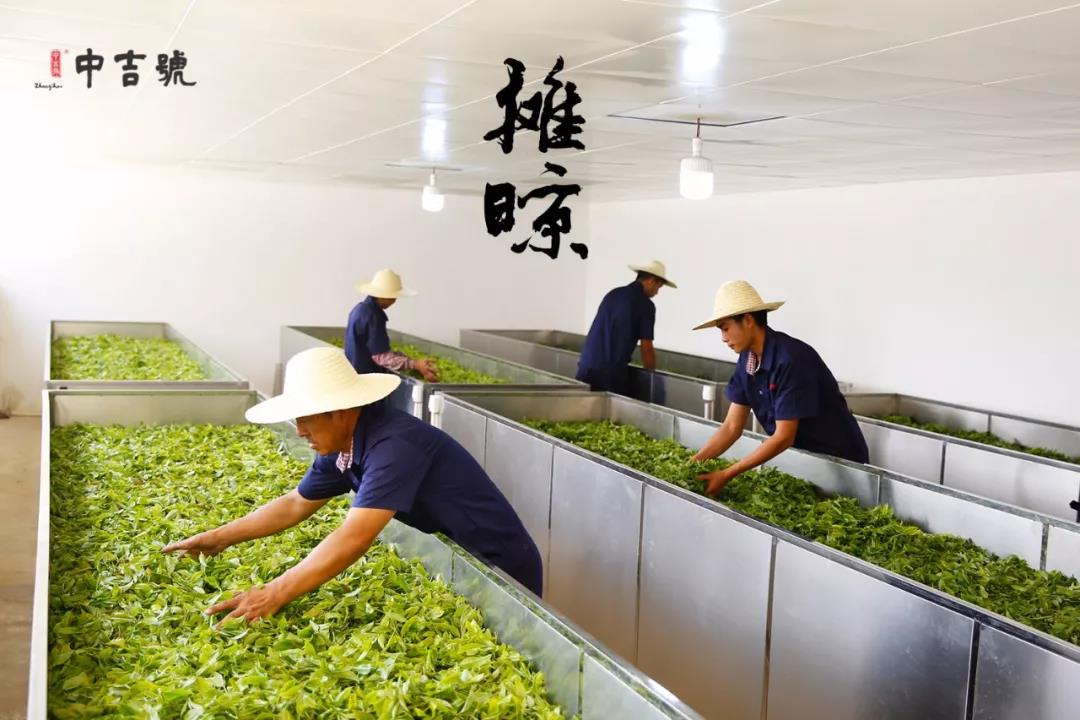 中吉號(hào)班盆普洱茶