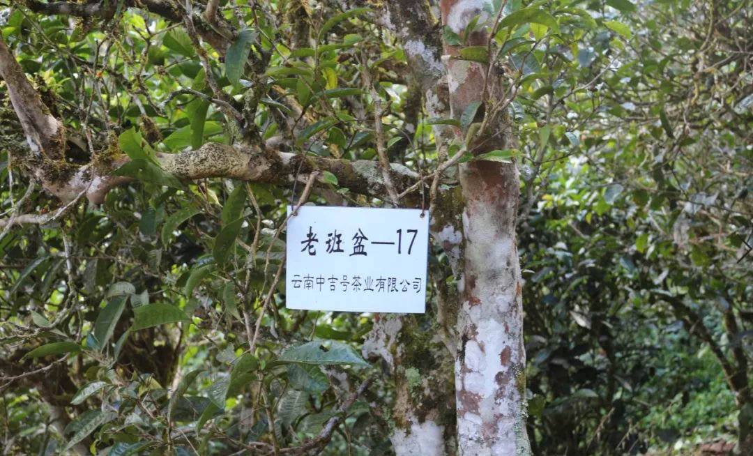 中吉號班盆古茶園