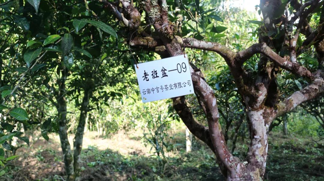 古樹(shù)茶