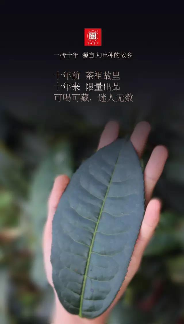 中吉號古樹茶